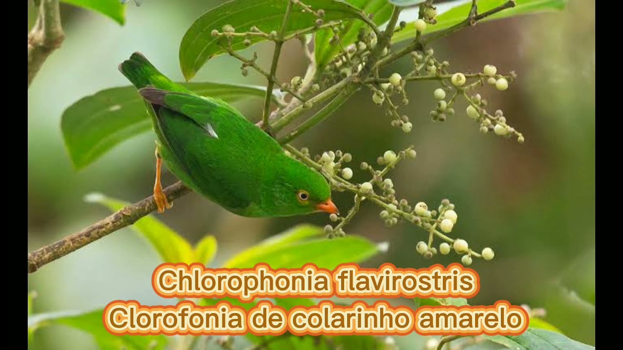 O canto da Clorofonia de colarinho amarelo  ( Chlorophonia flavirostris  )