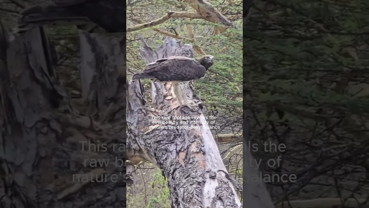 Martial Eagle Hunts #MartialEagle #EaglevsSnake #WildlifeShorts#BirdsofPrey #NatureShorts