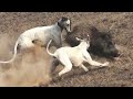 Dog Soor New Shikar 2024 World Boar Doag HD Video PakistanPart (4)01/03/2024