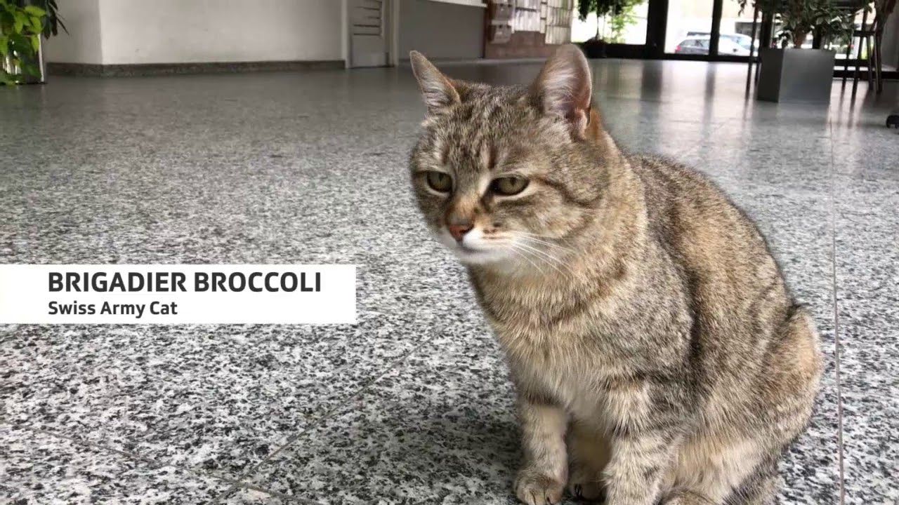 瑞士軍貓 花椰菜準將 Youtube 瑞士軍貓 花椰菜準將 Youtube