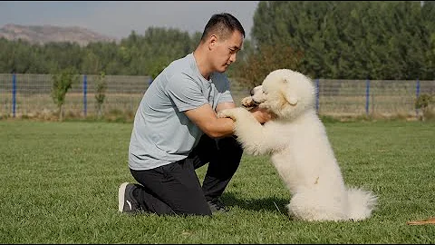 究竟是什麼原因致使薩摩耶把主人咬傷得這麼嚴重？\What exactly caused Samoyed bit his owner so badly? - 天天要聞