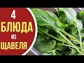 Что приготовить из ЩАВЕЛЯ? ТОП-4 крутых рецептов