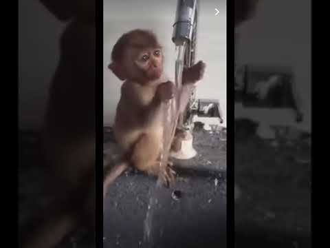قرد يبي يمسك ماي