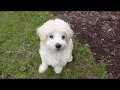 The Cutest 8 weeks old Maltipoo Leash Training in 4 days | Toy Poodle & Maltese Puppy