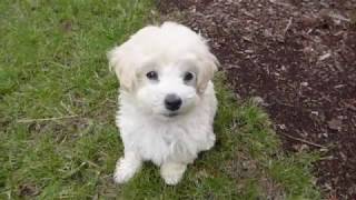 The Cutest 8 weeks old Maltipoo Leash Training in 4 days | Toy Poodle & Maltese Puppy by Macy & Nala Adventure 59,667 views 5 years ago 8 minutes, 15 seconds