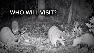 LIVE Critter Cam 🦌🦝 |  Backyard Wildlife in Virginia | Deer, Raccoons, Fox &amp; More
