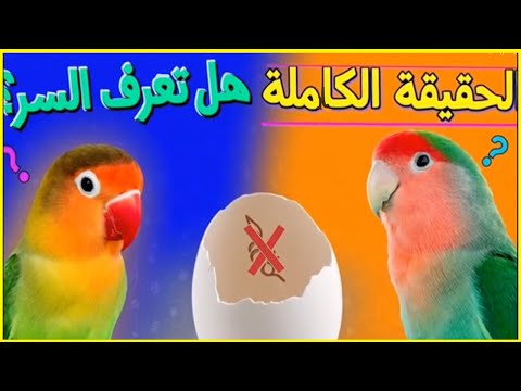 هل تعرف السر وراء عقم الهجين بين الفيشر والروز إليك الحقيقة الكاملة