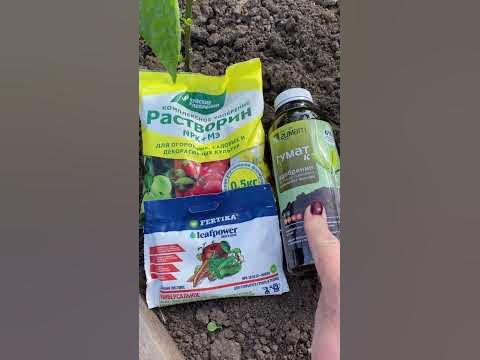🌶️ПОДКОРМКА перца в ИЮНЕ #shorts #растения #советы - YouTube