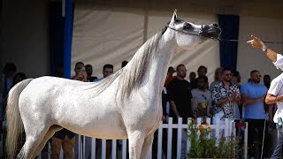 The most beautiful purebred Arabian horses in the world in the 2023 shows, part three, mares episode