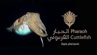 Pharaoh Cuttlefish - حبّار فرعوني