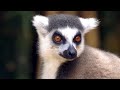 Madagascar lle aux mille visages