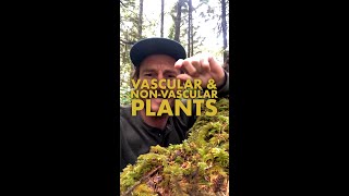 Vascular & Non-Vascular Plants | @Nature Lab