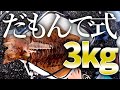 3kgの巨大アオリイカがだもんで式に食ってきた!【エギングより釣れてヤエン苦手でもOK!】