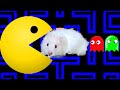 Hamster Discover Pacman Maze Game in Hamster Stories