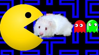 Hamster Discover Pacman Maze Game in Hamster Stories