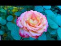Dream Come True, Rose