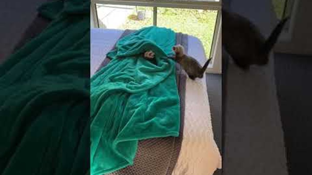 Falling Ferret Does Backflip off Bed || ViralHog
