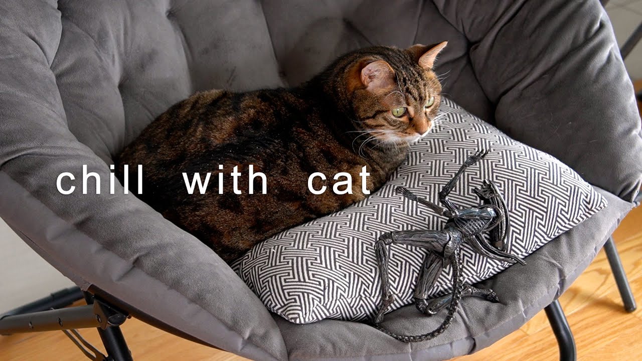 Cat's Alien Friend~ Lofi | Study | Sleep | Work | Relax