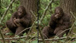 The  Most Terrifying Bigfoot Sightings Caught by Hikers