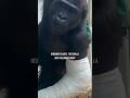 Remember? #animals #gorilla #animallover #animalshorts