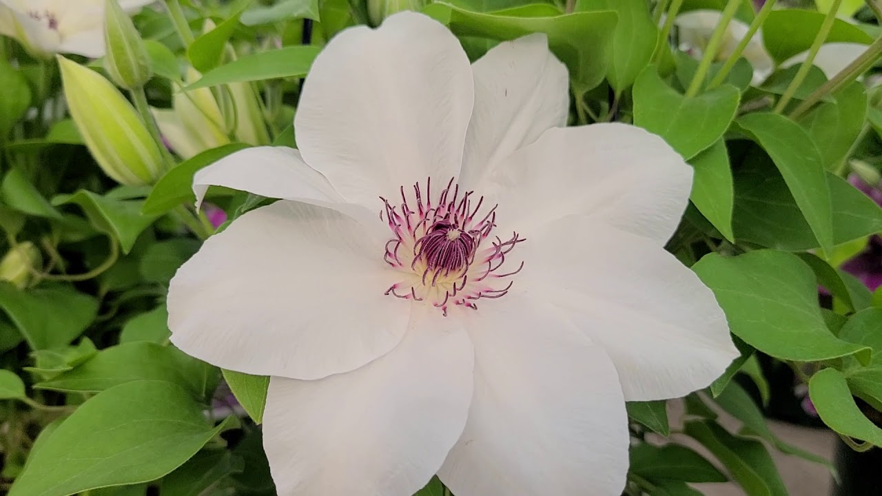 Clematis Ninon™ // Amazing, really BEAUTIFUL... A Compact Raymond Evison™ PRISTINE Beauty