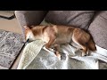吠えないゆきちゃん、寝ながら吠える練習をする。 柴犬ゆき Shiba inu, Yuki