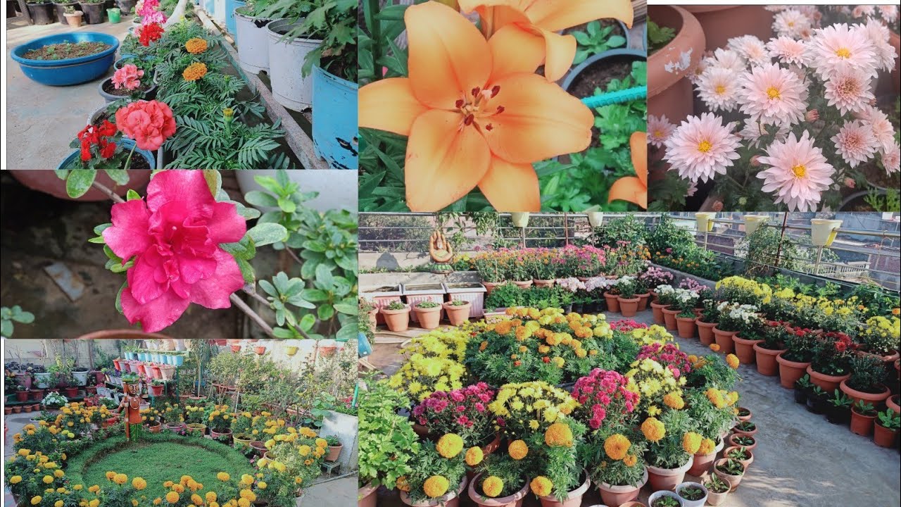 My beautiful rooftop garden overview in last December || garden overview|| rooftop garden overview