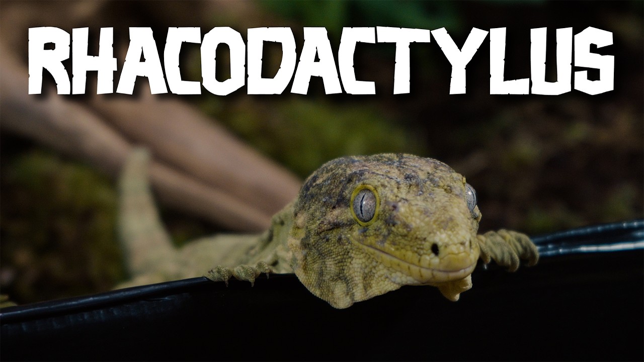Największy współczesny gekon świata — Rhacodactylus leachianus