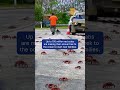 Creepy, Crawly Crabs On Christmas