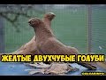 ЖЕЛТЫЕ ДВУХЧУБЫЕ ГОЛУБИ / Pigeons / doves / dove