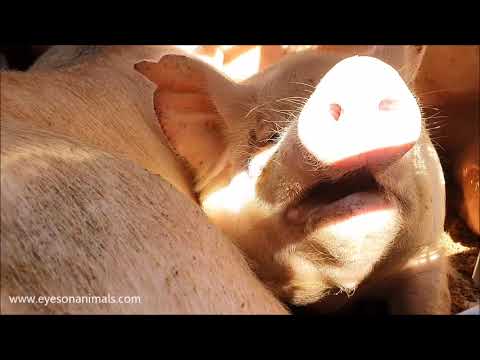 Varkens met ernstige hittestress bij Vion in Boxtel