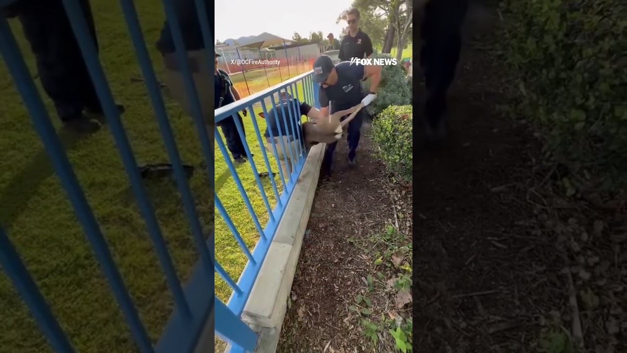 OH DEER!: Firefighters rush to save a deer that got stuck in a fence