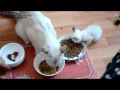 Когда молочка маминого не хватает, котята учатся есть корм как мама кошка! Тайские кошки - это чудо!