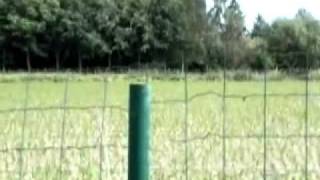 Exploding egg High speed (slow motion)
