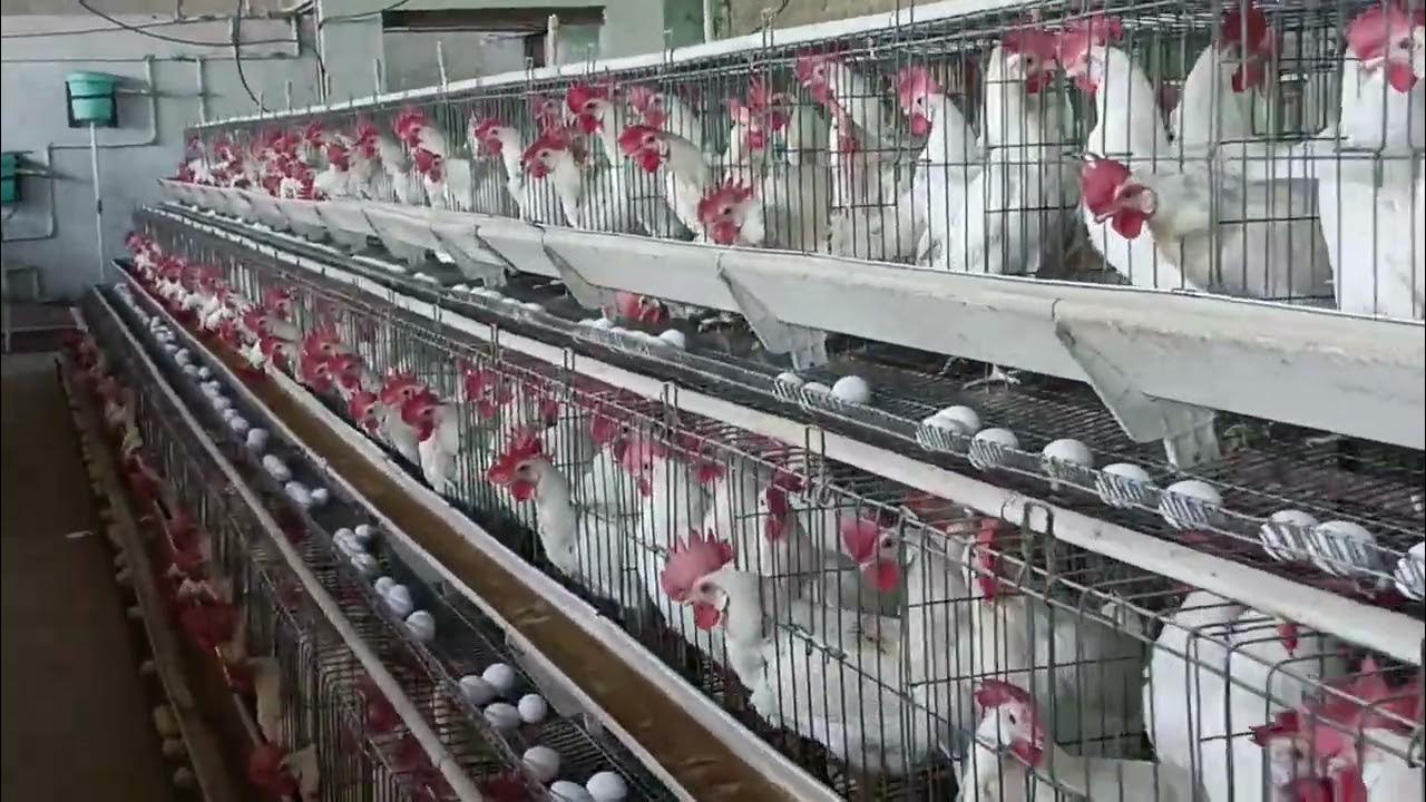 how to increase eggs production in layer farm poultry eggproduction 