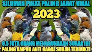 SUARA PIKAT BURCIL PALING AMPUH!! SILUMAN PIKAT 2023 TERAMPUH