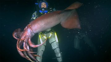 Red Devil Squid BITES diver | Deadly 60 | Earth Unplugged