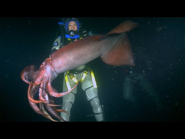 Red Devil Squid BITES diver | Deadly 60 | Earth Unplugged class=