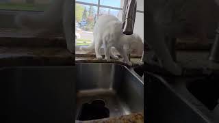 Mulligan still trying to figure out drinking from the faucet. Definitely our ‘special’ cat …