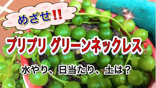 【多肉植物】めざせ！プリプリのグリーンネックレス