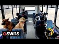 Alaskan dog walker takes the internet by storm with her unique dog minibus  swns