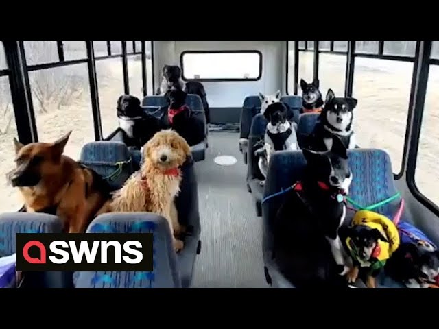 Alaskan dog walker takes the internet by storm with her unique DOG MINIBUS | SWNS class=