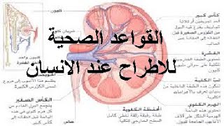 علوم السنة اولى متوسط درس القواعد الصحية للاطراح عند الانسان