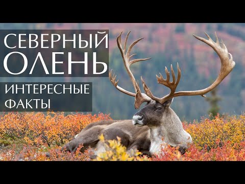 Северный олень интересные факты