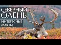 Северный олень интересные факты