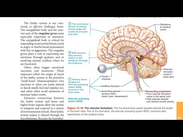 Reticular System Function The Limbic System And The Reticular Formation Cerebral Hemispheres