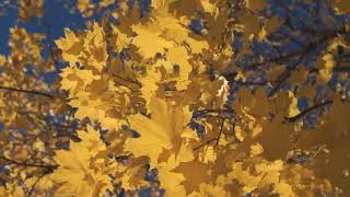 3 Hours of Enchanting Autumn Nature Scenes - Relaxing Piano Music for Stress Relief by Heart Music 423 views 4 months ago 3 hours, 15 minutes