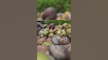 Giá Dừa tăng gấp 3 sau khi có thông tin xuất khẩu sang Mỹ | Kinh tế & Hội nhập