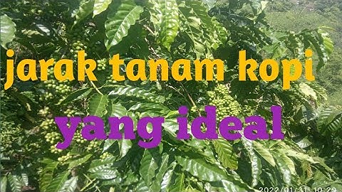 jarak tanam yg ideal bagi kopi