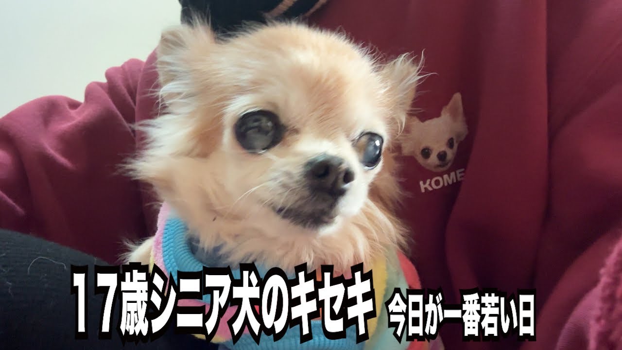 17年シニア犬のキセキ　今日が1番若い日